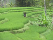 picture of green rice paddy Bali from Isa Gioia